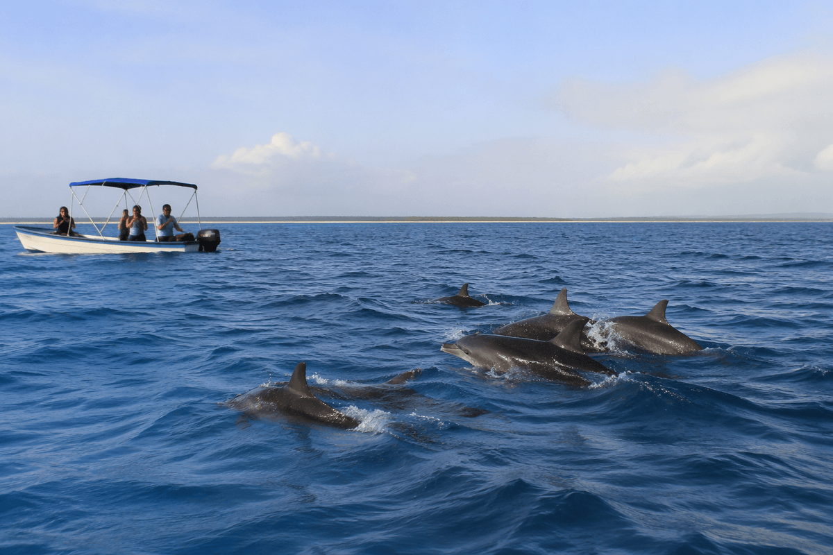 Mnemba, dolphins, and reef days (Days 8–10)