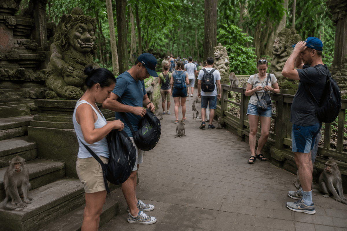 What Monkey Forest is really like on arrival